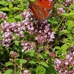 Essbare Wildplanzen im Frühling